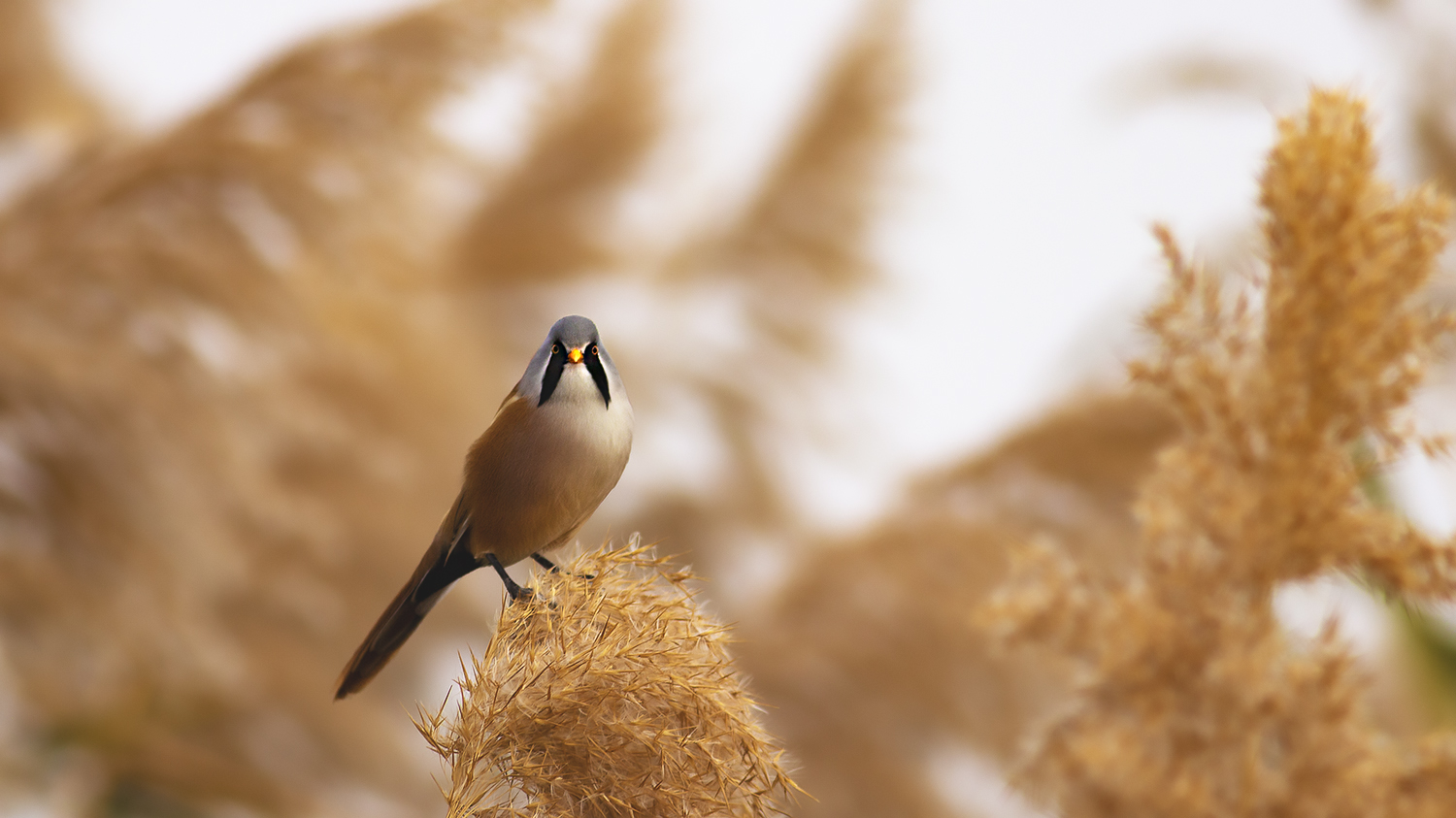Bearded Reedling